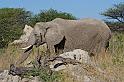 225 Etosha NP, olifant